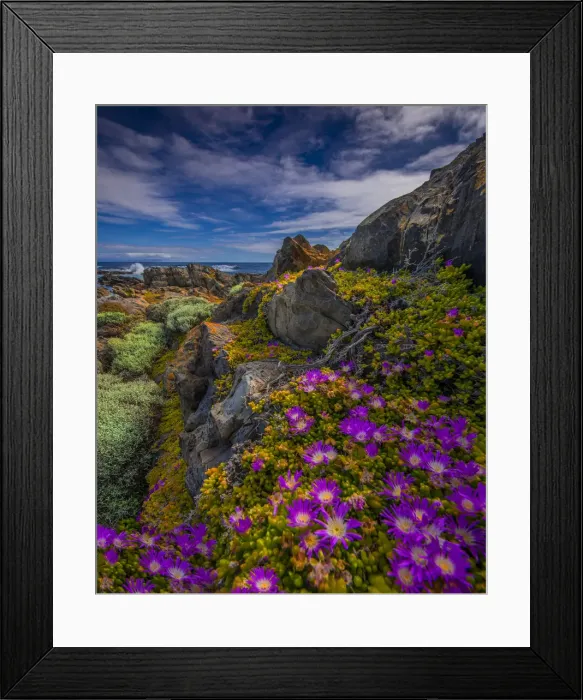 Framed Print : Wild-flowers in bloom during late spring on the southern west coast of King Island Framed Print : Wild-flowers in bloom during late spring on the southern west coast of King Island