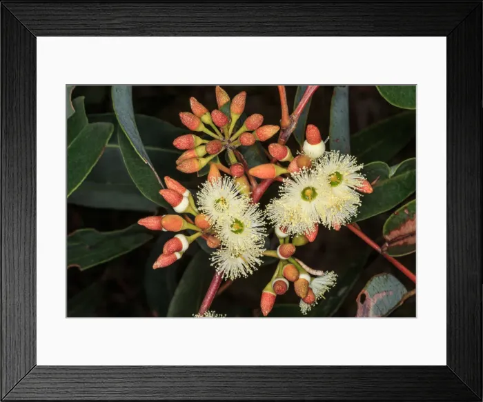 Framed Print : White flowering Eucalyptus Framed Print : White flowering Eucalyptus