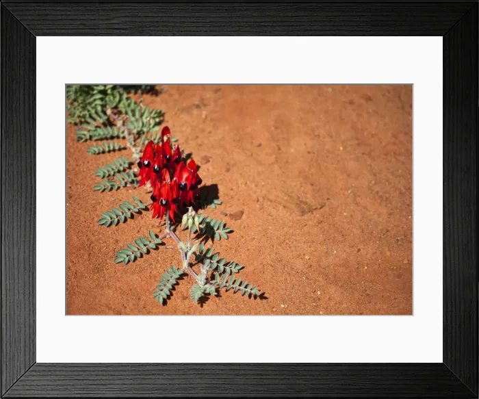 Framed Print : Sturts Desert pea Framed Print : Sturts Desert pea