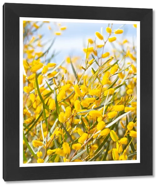 Yellow wattle bush