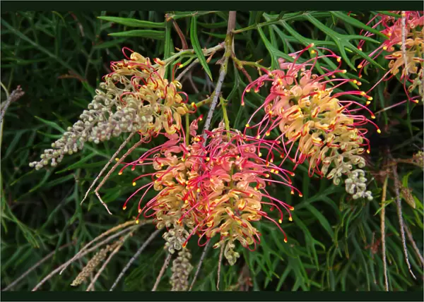 Red and yellow grevillea flowers in bloom