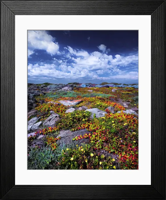 Framed Print : Wild-flowers in bloom during late spring on the southern west coast of King Island Framed Print : Wild-flowers in bloom during late spring on the southern west coast of King Island