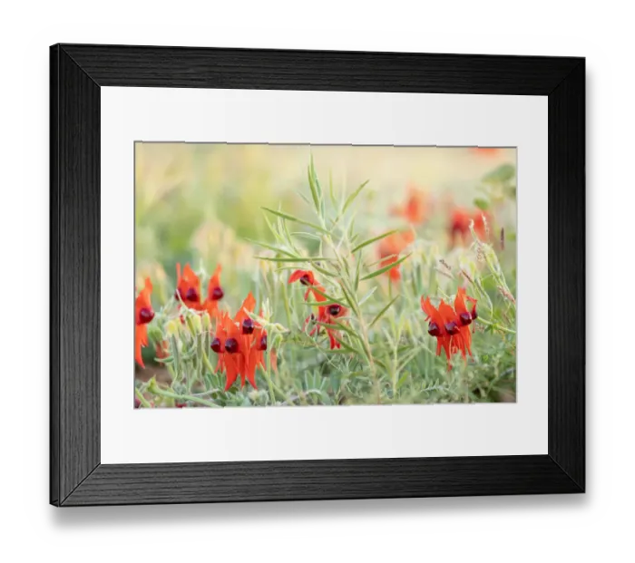 Framed Print : Australian Sturts Desert Pea