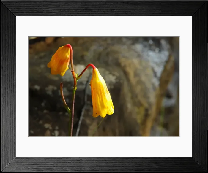 Framed Print : Christmas Bell (Blandfordia grandiflora) Framed Print : Christmas Bell (Blandfordia grandiflora)