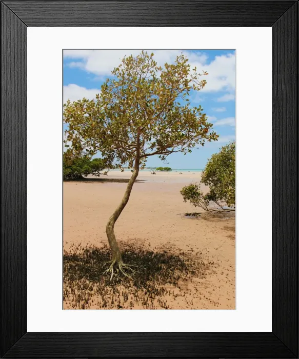 Framed Print : Mangrove Scene Framed Print : Mangrove Scene