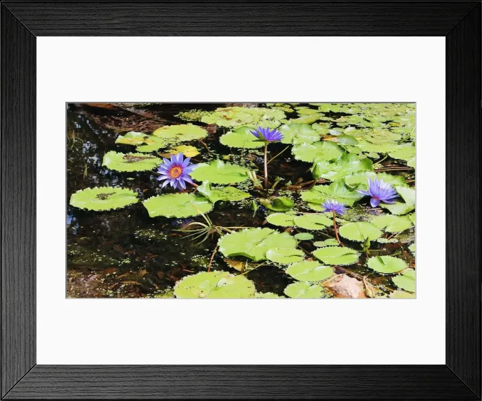 Framed Print : Pond Flowers Framed Print : Pond Flowers