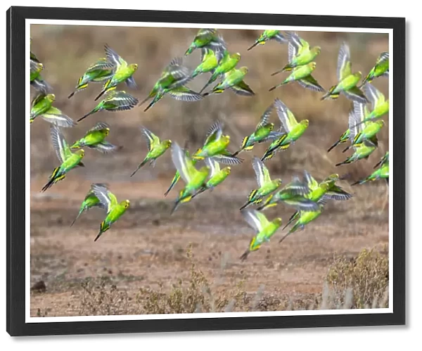 Wild Flock of vibrant green budgerigars flying in the outback of Australia