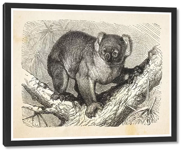 Koala in Eucalyptus tree in Australia 1881