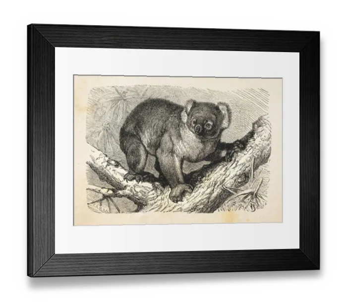 Framed Print : Koala in Eucalyptus tree in Australia 1881