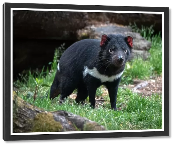 Tasmanian Devil in woodland