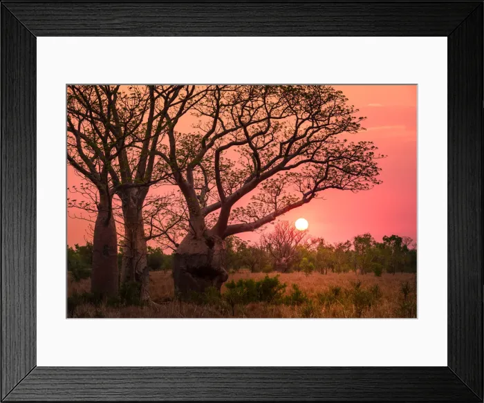 Framed Print : Boab trees at sunset, Gibb River Road, Western Australia, Australia Framed Print : Boab trees at sunset, Gibb River Road, Western Australia, Australia