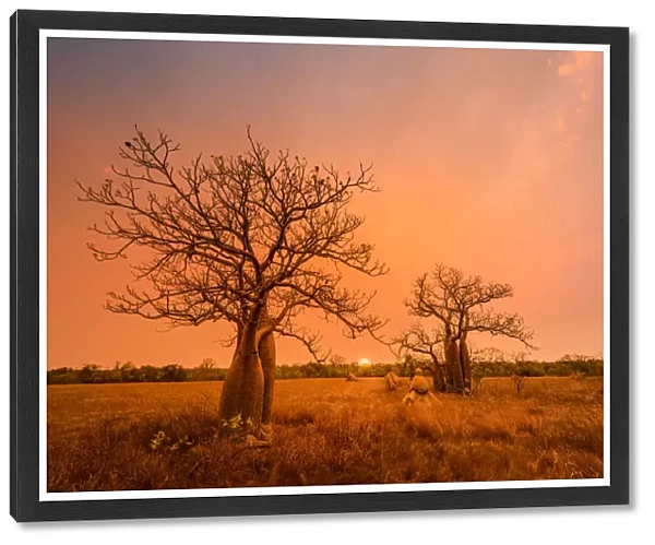Boab trees at sunset, Gibb River Road, Western Australia, Australia