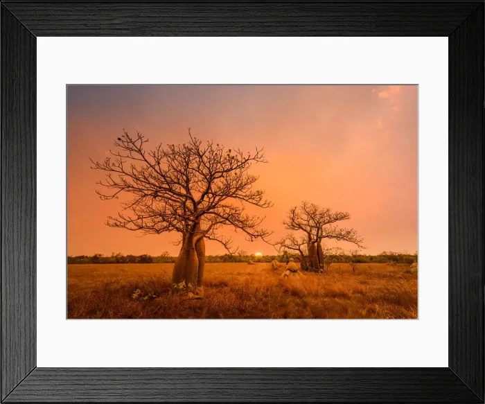 Framed Print : Boab trees at sunset, Gibb River Road, Western Australia, Australia Framed Print : Boab trees at sunset, Gibb River Road, Western Australia, Australia