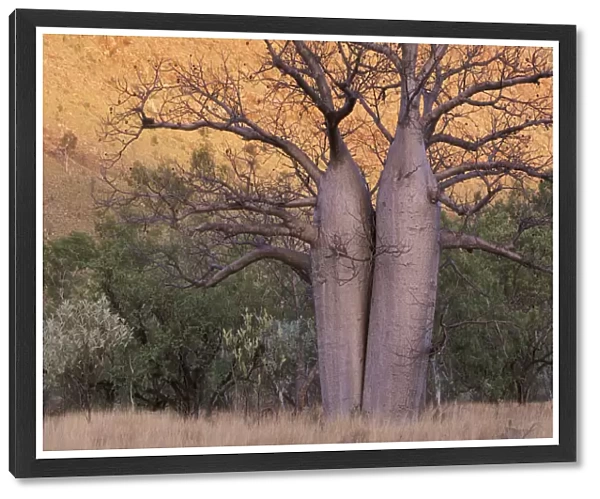 Boab Tree, Kimberley, Western Australia