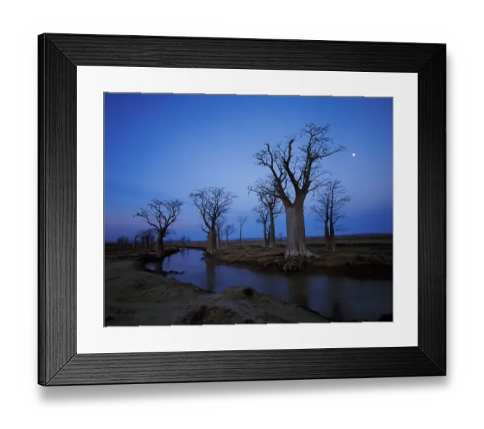 Framed Print : Baobab Trees and Stream Framed Print : Baobab Trees and Stream