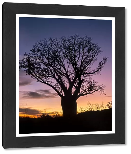 A beautiful Boab tree silhouetted at sunset in outback Western Australia