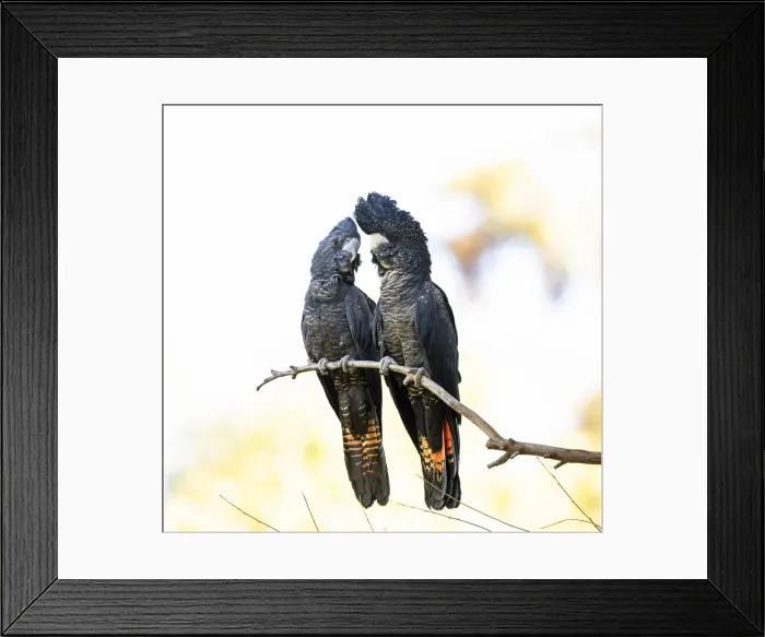 Framed Print : Red-tailed Black Cockatoos