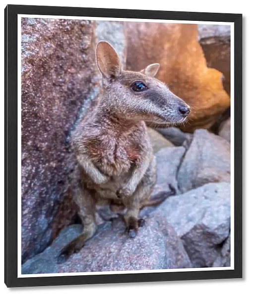 Australian Rock Wallaby in the wild