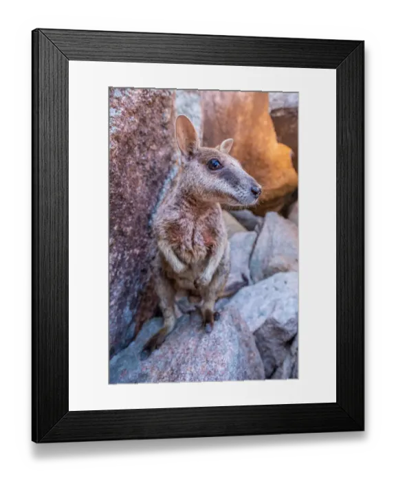 Framed Print : Australian Rock Wallaby in the wild Framed Print : Australian Rock Wallaby in the wild