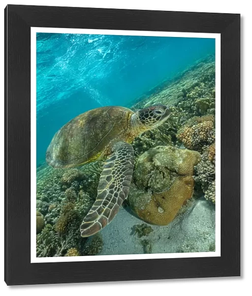 Green turtle, Great Barrier Reef Marine Park