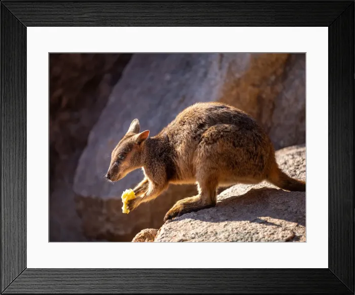 Framed Print : Australian Rock Wallaby in the wild