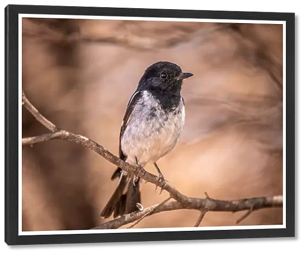 Hooded Robin in the wild