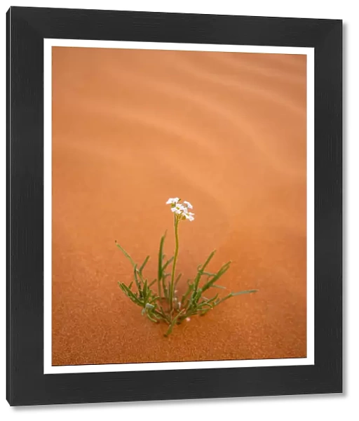 A desert flower survives in the desert