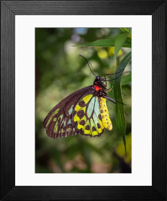Framed Print : Butterfly close-up