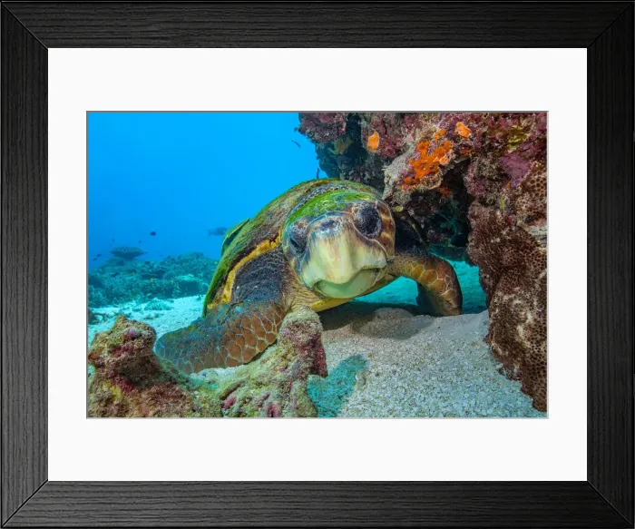 Framed Print : Coral Gardens, Great Barrier Reef