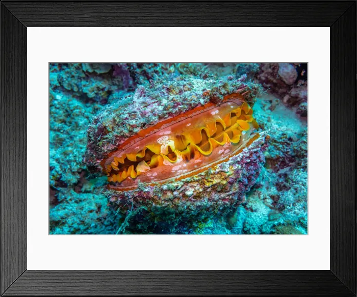 Framed Print : Living clam amongst coral Framed Print : Living clam amongst coral