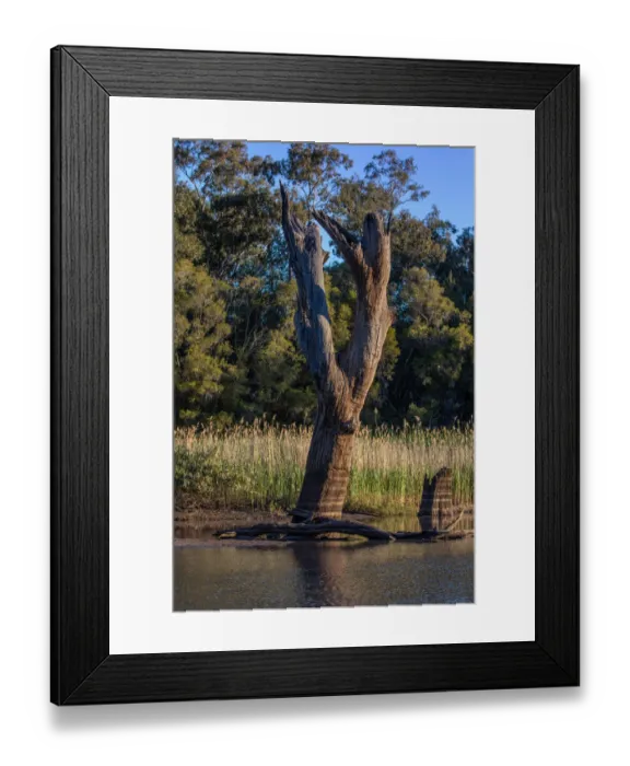 Framed Print : Sunset on the Balonne River, St George Queensland Framed Print : Sunset on the Balonne River, St George Queensland