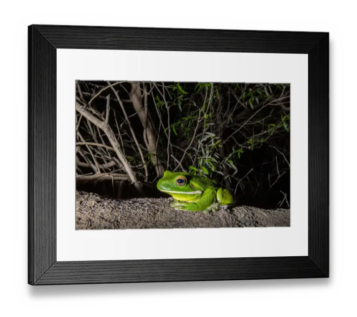 Framed Print : White lipped tree frog