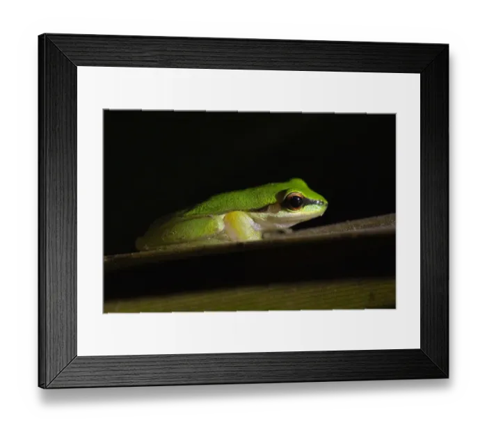 Framed Print : Northern dwarf tree frog