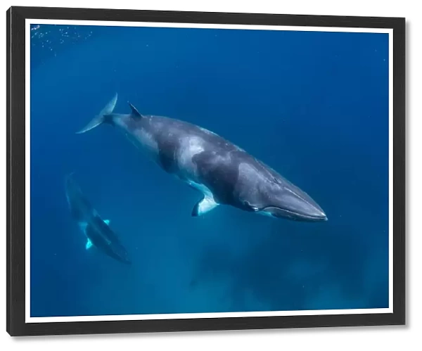 Minke Whales Underwater