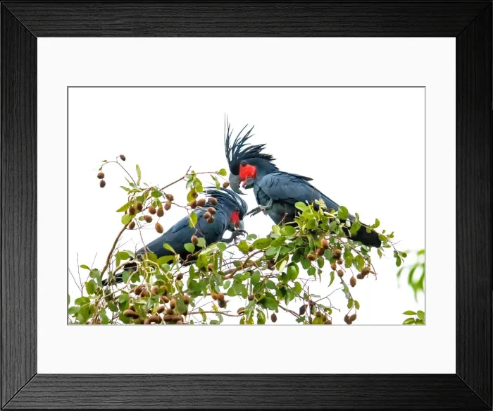Framed Print : Palm Cockatoos