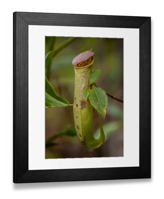 Framed Print : Pitcher plant