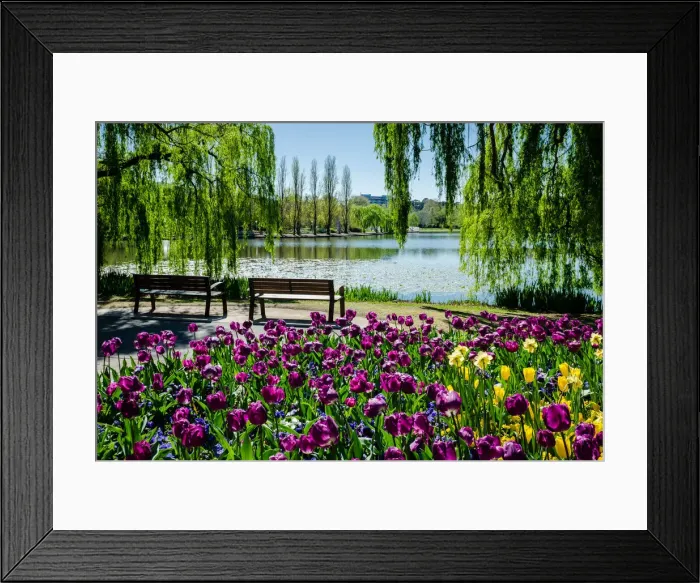 Framed Print : Floriade Spring Festival