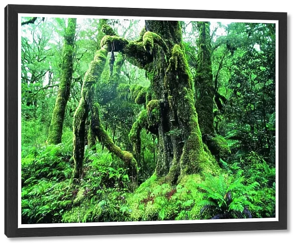 Moss covered tree, West Coast, South Island, New Zealand