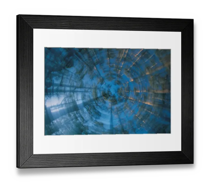 Framed Print : Mountain Ash, Tarra Bulga National Park, Victoria, Australia Framed Print : Mountain Ash, Tarra Bulga National Park, Victoria, Australia