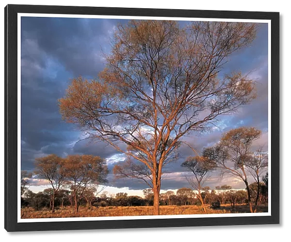 Mulga Trees, South of Alice Springs, Northern Territory, Australia