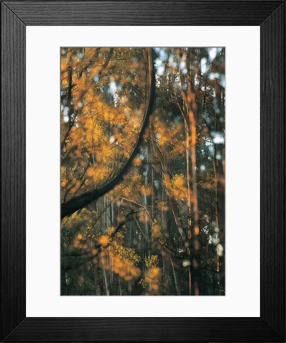 Framed Print : Mountain Ash, Tarra Bulga National Park, Victoria, Australia