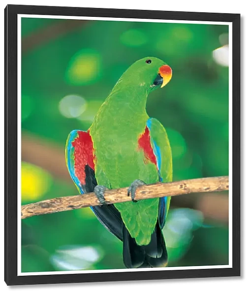 Male Eclectus Parrot, Queensland, Australia