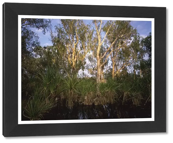 Paperbark Trees in Pentecost River, Kimberley, Western Australia
