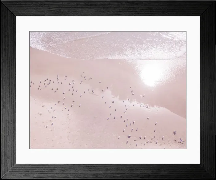 Framed Print : Aerial view of seagulls on the beach Framed Print : Aerial view of seagulls on the beach