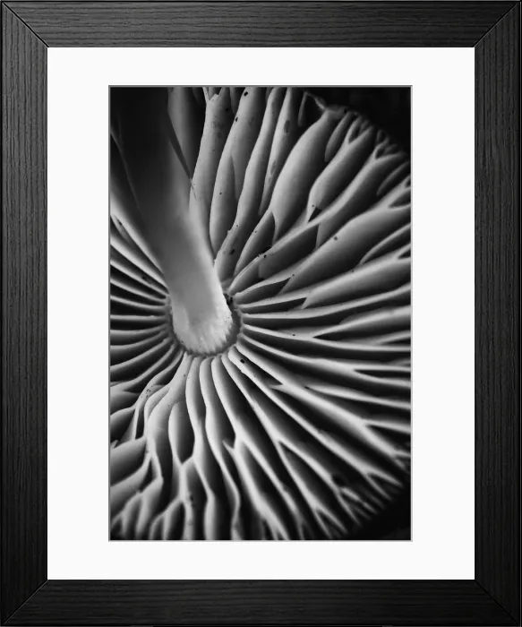 Framed Print : Close up of the underneath of fungi Framed Print : Close up of the underneath of fungi