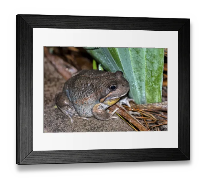 Framed Print : Eastern Bango Frog Framed Print : Eastern Bango Frog