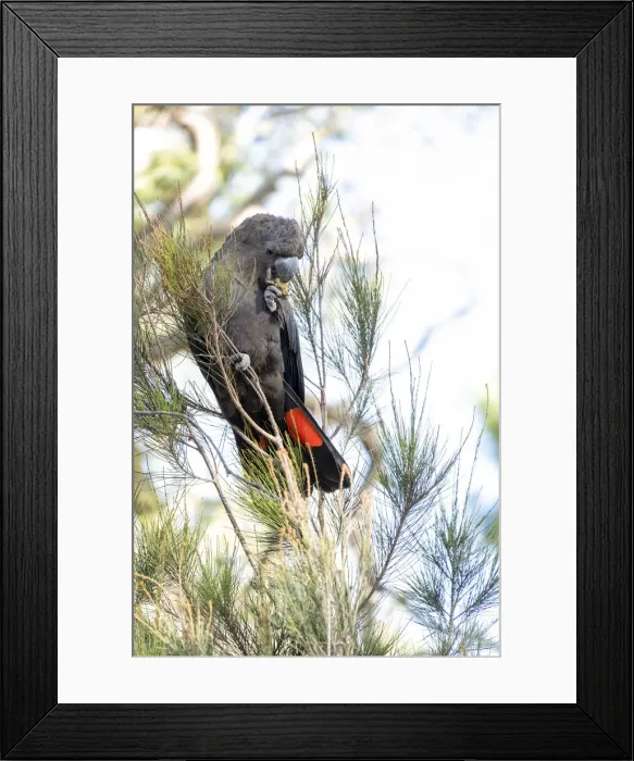 Framed Print : Male Glossy Black Cockatoo eating a cone