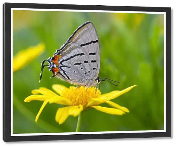 Imperial Hairstreak Butterfly on a yellow daisy
