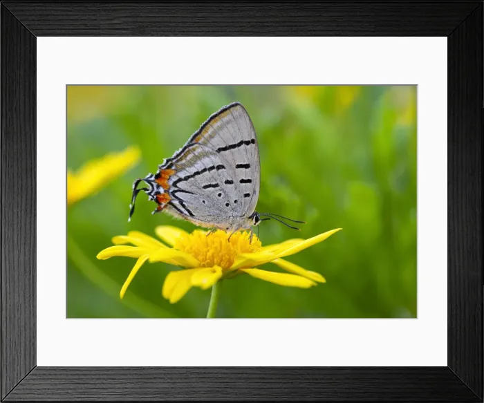 Framed Print : Imperial Hairstreak Butterfly on a yellow daisy