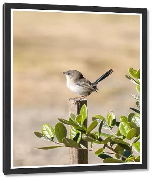 Male Superb Fairy- wren perched on a wooden stake